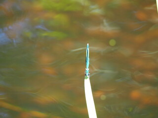 insecto de color azul manteniendo el equilibrio sobre una hoja en el rio ulla, la coruña, galicia,...