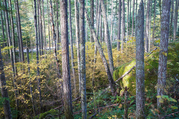 Beautiful landscape view of the forest in North Cascades National Park during the fall (Washington).