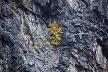 Tree growing out of a rock cliff face