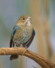 Molting immature male Indigo Bunting, Passerina cyanea