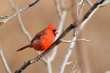 Male Northern Cardinal, Cardinalis cardinalis, perched in tree