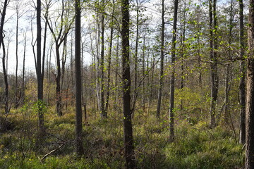 Sonnige sumpfige Waldlandschaft im Herbst im Spreewald