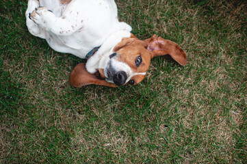 Basset Hound dog rolls in the grass in backyard