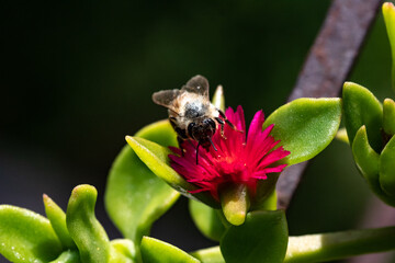 Honey bee on pink flower macro picture for cover and background purpose. Honey bee suckling nectar