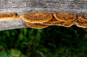 Close up of mushrooms growing on a log next to green grass