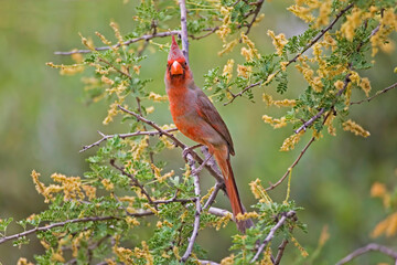 Male Pyrrhuloxia, Cardinalis sinuatus, in flowering bush