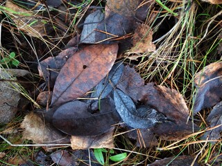 fallen autumn leaves