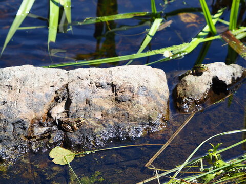anfibios de color marron y verde en el rio ulla, la coru&ntilde;a, galicia, espa&ntilde;a, europa