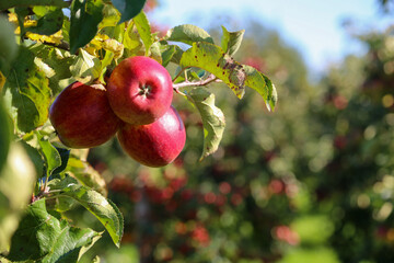 red ripe apples on tree, close-up in orchard