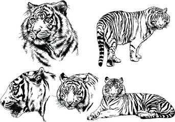 vector drawings sketches different predator , tigers lions cheetahs and leopards are drawn in ink by hand , objects with no background