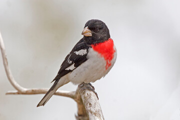 Male Rose-breasted Grosbeak, Pheucticus ludovicianus, in spring