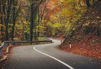 View of winding road. Empty asphalt roads in the Fruska Gora mountain in Serbia, during autumn season. Autumn scene with curved road and yellow larches from both sides in forest. Vrdnik, Fruska Gora,  - 392937631