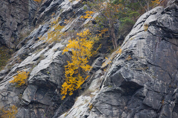 Tree growing out of a rock cliff face