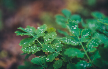 Autumn scene. Forest plants with raindrops on them.
