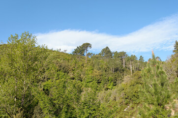 Fototapeta na wymiar Forest in the Regional Natural Park of Corsica near Corte city