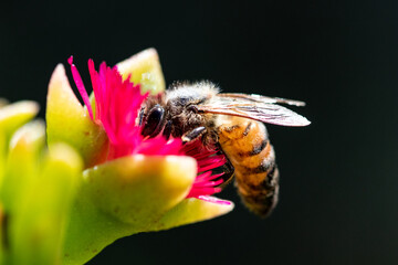Honey bee on pink flower macro picture for cover and background purpose. Honey bee suckling nectar
