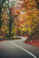 View of winding road. Empty asphalt roads in the Fruska Gora mountain in Serbia, during autumn season. Autumn scene with curved road and yellow larches from both sides in forest. Vrdnik, Fruska Gora,  - 392937828