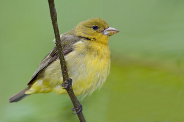 Female Scarlet Tanager, Piranga olivacea, close up