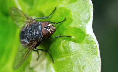 blue blowfly close up on leaf