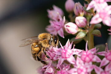 Honey bee on pink flower macro picture for cover and background purpose. Honey bee suckling nectar