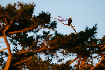View through the forest of a bald eagle perched on a bare tree branch