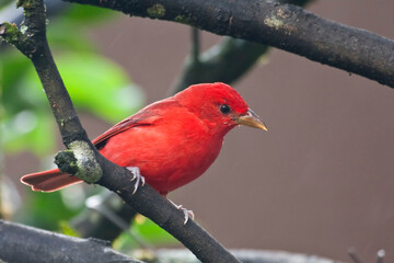 Male Summer Tanager, Piranga rubra, perched on branch