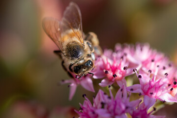 Honey bee on pink flower macro picture for cover and background purpose. Honey bee suckling nectar