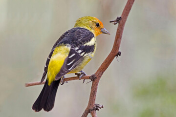 Male Western Tanager, Piranga ludoviciana, close up