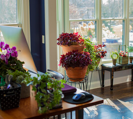 Contemporary Sit stand desk with computer and various peripherals for telecommuting. Shamrocks and other plants helping to purify the air. Isolated due to the pandemic creating a green space indoors. 