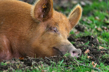 Fototapeta premium tamworth pig close up of face