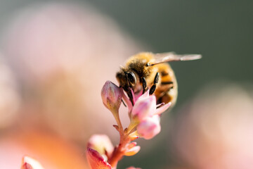Honey bee on pink flower macro picture for cover and background purpose. Honey bee suckling nectar