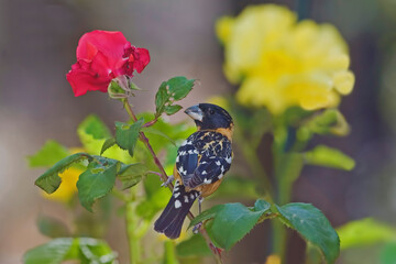 Male Black Headed Grosbeak, Heucticus melanocephalus, on rose bush