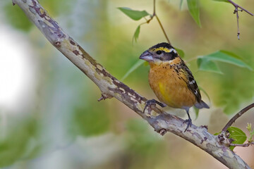 Female Black Headed Grosbeak, Heucticus melanocephalus