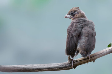 Black Headed Grosbeak, Heucticus melanocephalus,young bird
