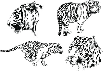Fototapeta na wymiar vector drawings sketches different predator , tigers lions cheetahs and leopards are drawn in ink by hand , objects with no background 