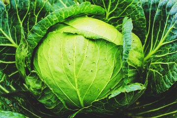 Large green cabbage close up. Vegetables in the garden
