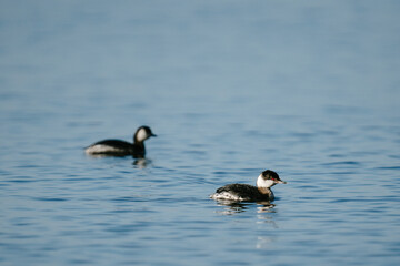 A pair of Horned Grebes swim on the blue waters of the Puget Sound