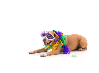 Red pit bull dressed for Mardi Gras laying down on white background © Cavan