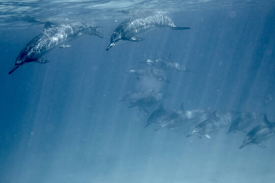 Swimming with Dolphins in Hawaii of the Coast of Electric Beach, Oahu