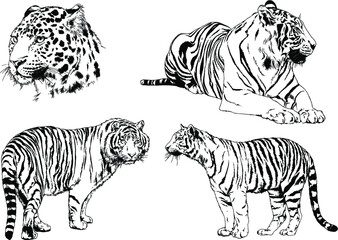 vector drawings sketches different predator , tigers lions cheetahs and leopards are drawn in ink by hand , objects with no background	