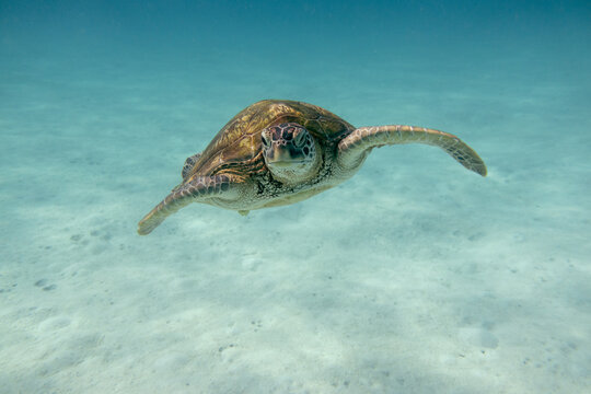 Sea turtle in the tropical seas
