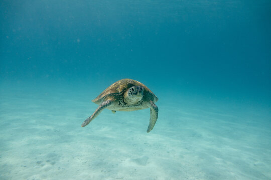 Sea turtle in the tropical seas