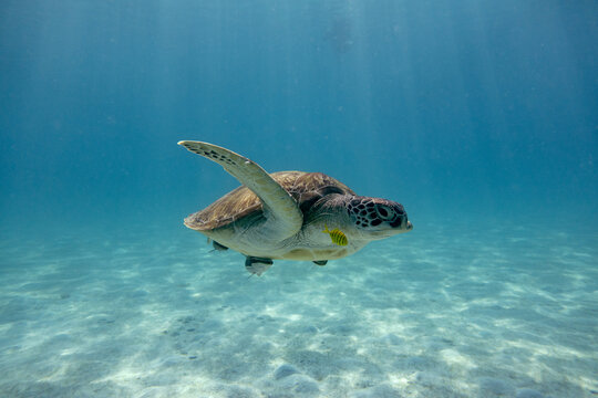 Sea turtle in the tropical seas