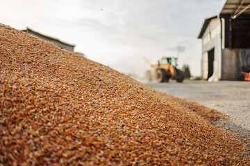 Closeup of ripe corn on the ground. In background is barn and vehicle.