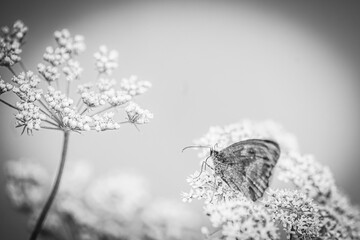 A Buttefly On A Blossoming Plant, Black And White - obrazy, fototapety, plakaty