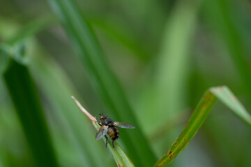 A Large Fly On The Leaf Of A Plant
