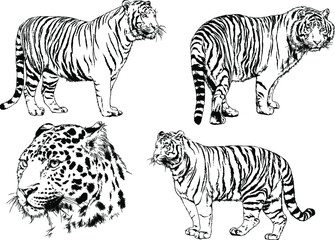 vector drawings sketches different predator , tigers lions cheetahs and leopards are drawn in ink by hand , objects with no background	