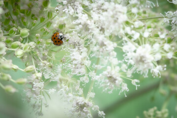 A Close Up Of A Ladybird On A Plant