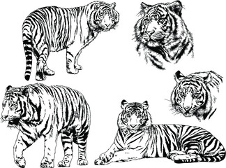 vector drawings sketches different predator , tigers lions cheetahs and leopards are drawn in ink by hand , objects with no background	