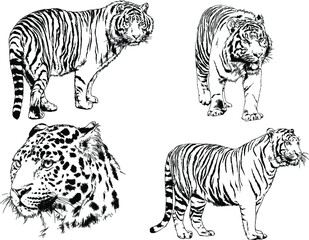 vector drawings sketches different predator , tigers lions cheetahs and leopards are drawn in ink by hand , objects with no background	